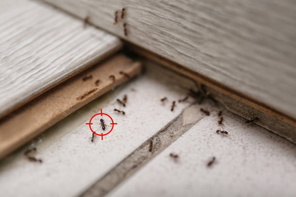 Best Affordable Pest Control Services  in Parker, CO