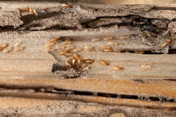 Bird Control in Parker, CO